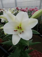 [5154 Selene VZ No01.JPG]